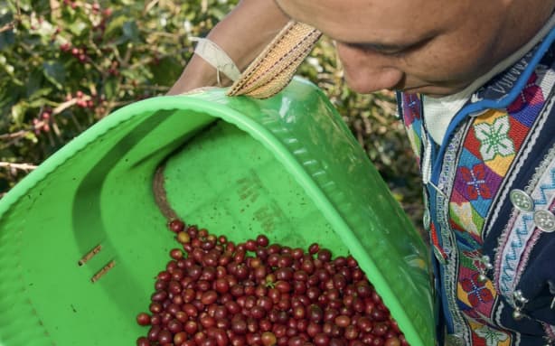 A bucketful of coffee beans being tipped out