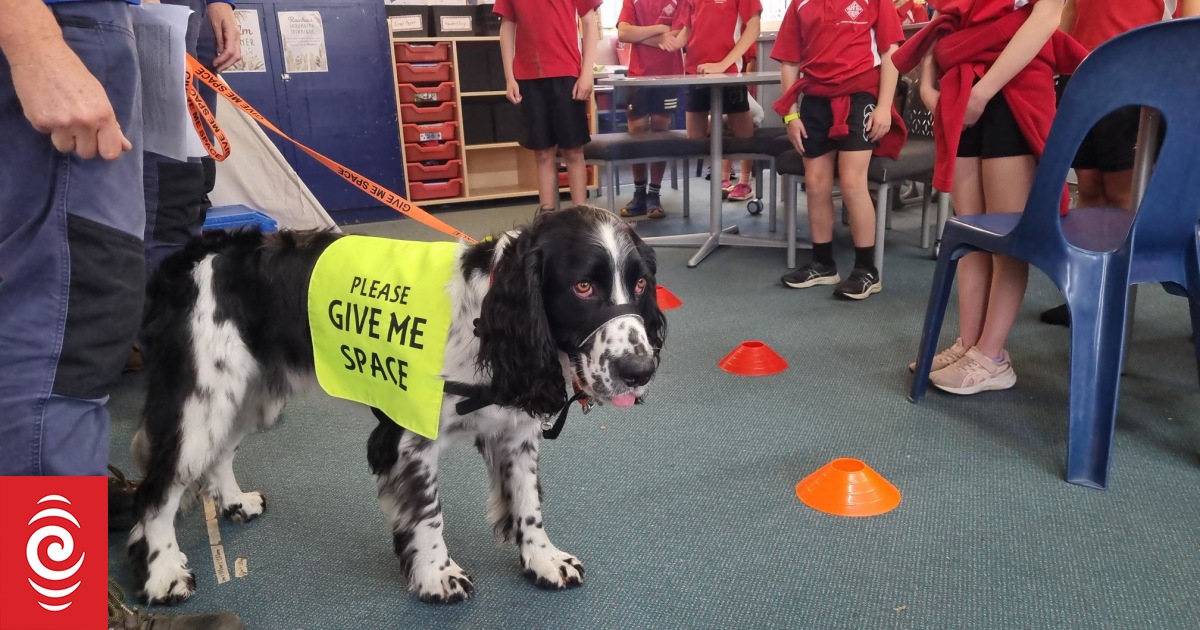 Dunedin dog safety programme aims to keep tails wagging - Vimarsana News