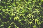 Cannabis plants growing.