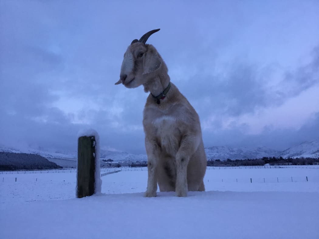 Margaret the Goat from Southland