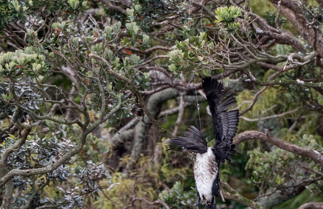 A shag in fishing line, caught in a tree.