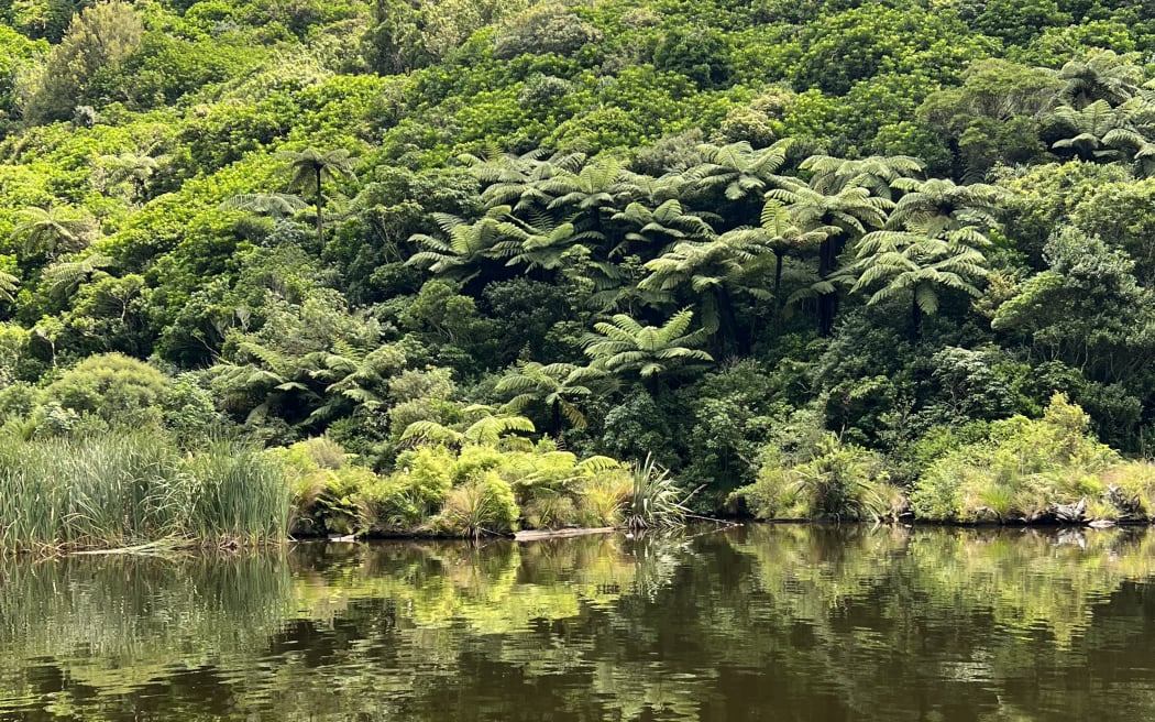 Lush native bush, including tree ferns, cloaks a hillside and is reflected in the still surface of the reservoir.