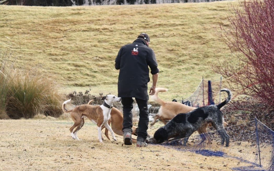 As the ferrets flush out the warrens, rabbits emerge into a fenced-off area where they’re caught by detection dogs.
