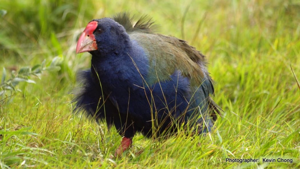 A takahe photographed on Tiritiri Matangi Island