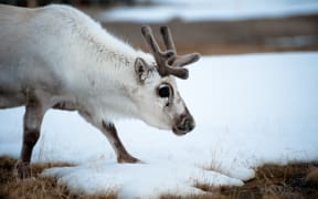 A reindeer on 4 June 2010 in Ny-Alesund in the Svalbard archipelago