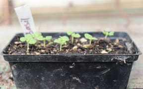 seedlings