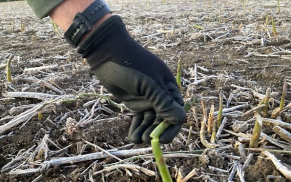 Boyds Asparagus says they woke up on 7 October, 2022 to see frost had frozen spears across their 160-hectare asparagus crop.