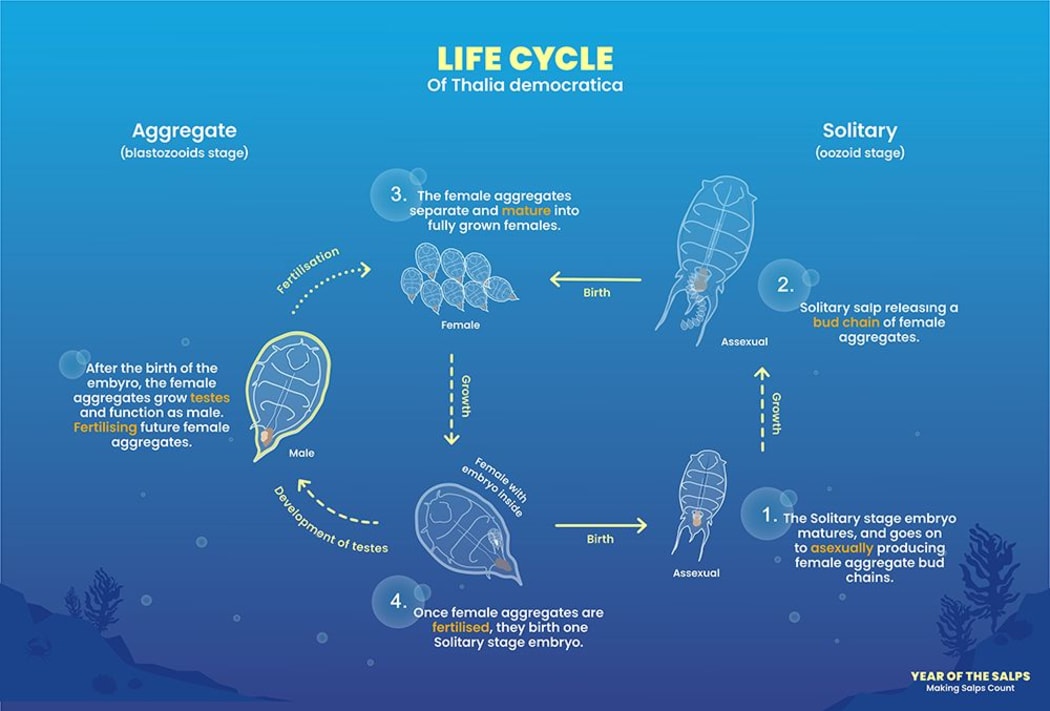 The complex life cycle of a salp.