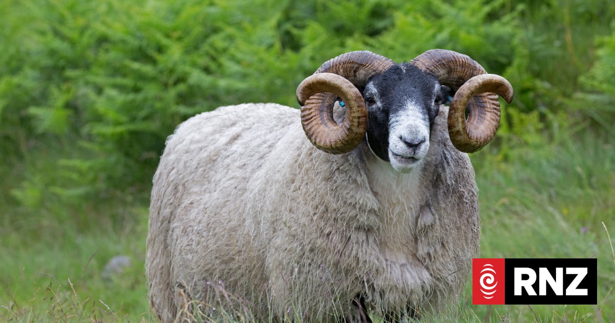 Animal expert explains why rams attack, dangers of being cornered | RNZ