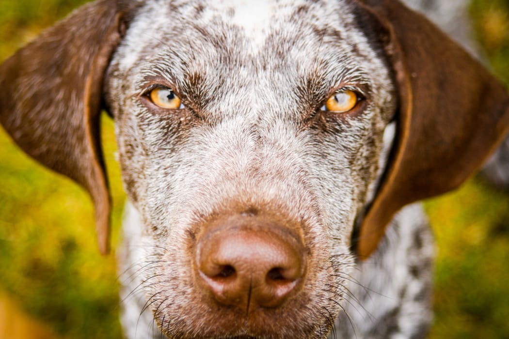 A liver-coloured German Shorthaired Pointer
