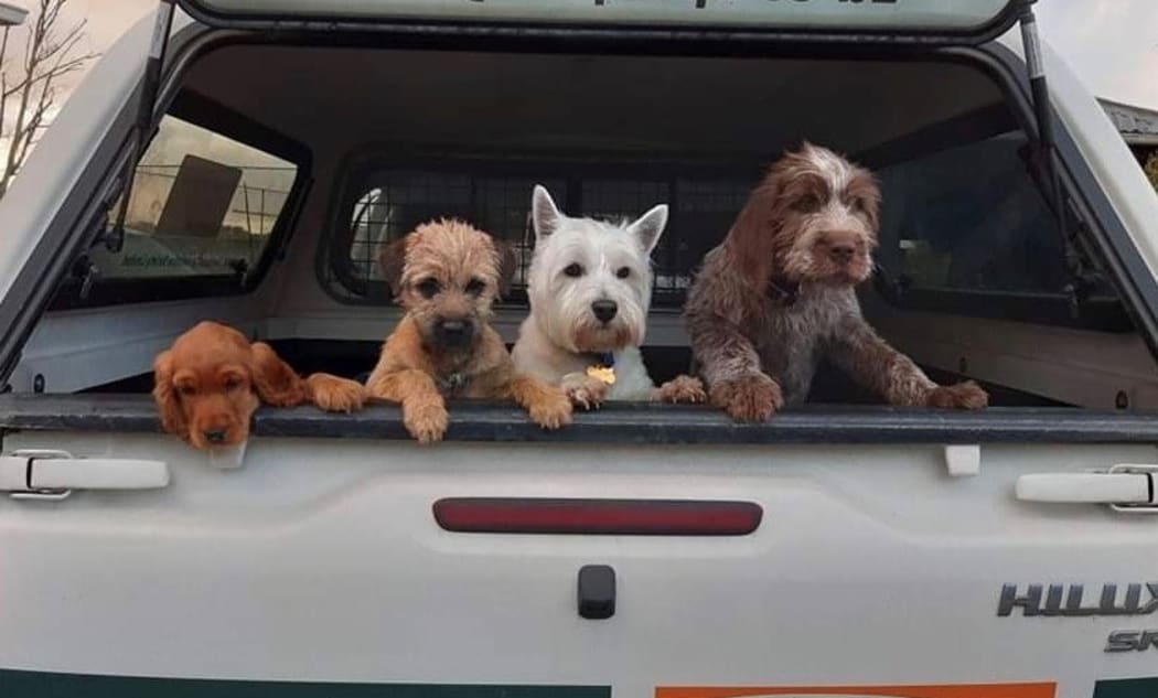 Which one of these is the farm dog?