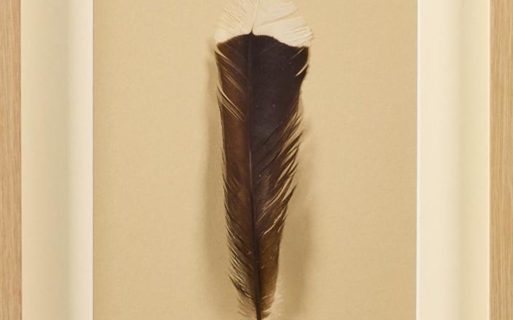 huia feather