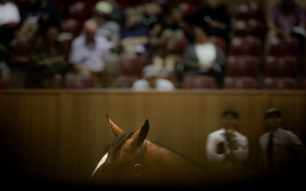 General imagery from the Day 3 of Book 1 the Karaka 2020 Yearling Sales