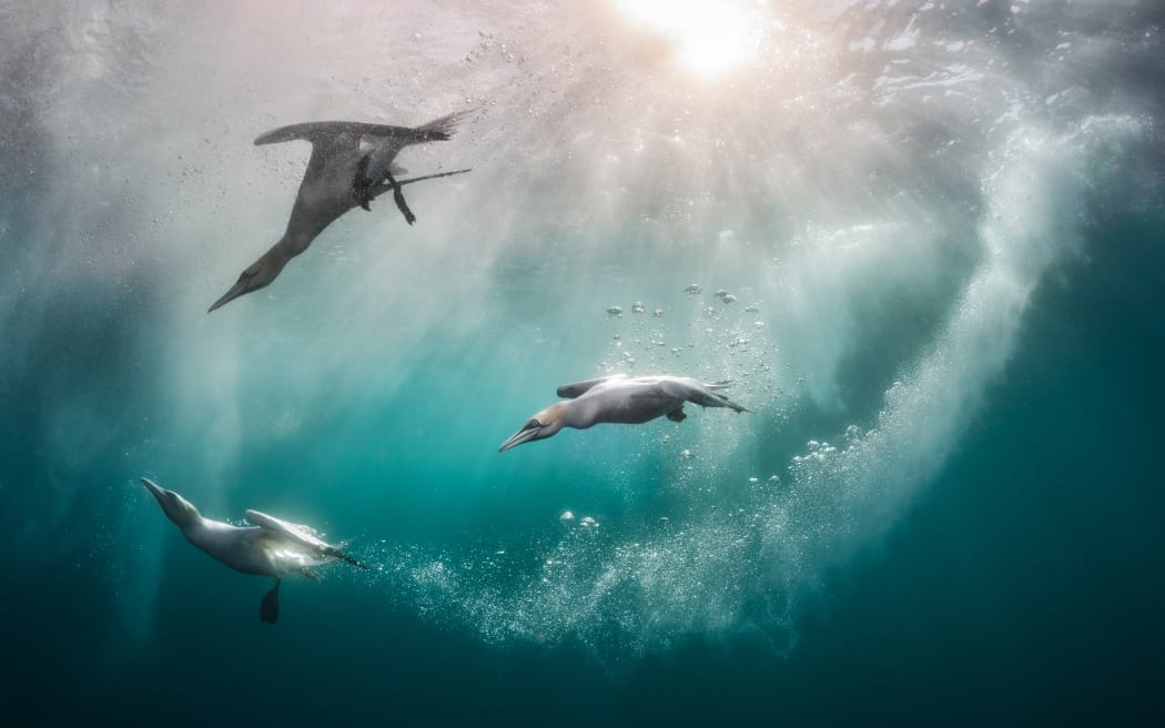 Northern Gannets dive on a sunny day in Shetland.