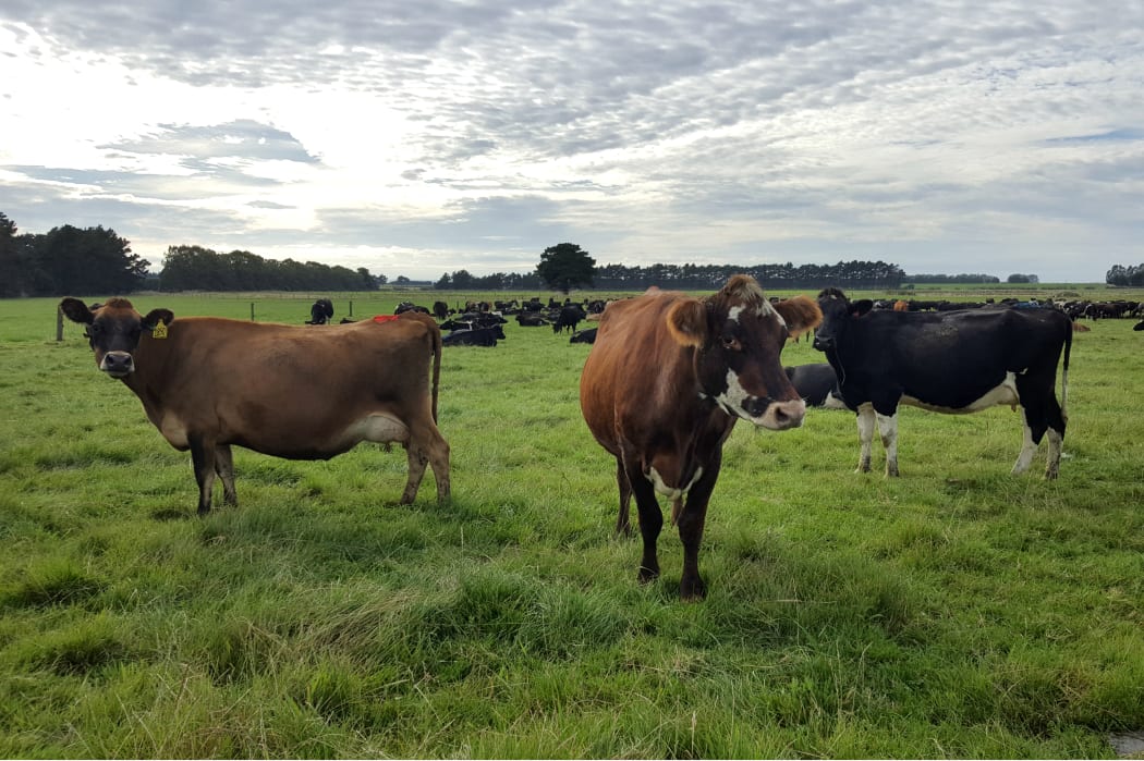 dairy cows in southland