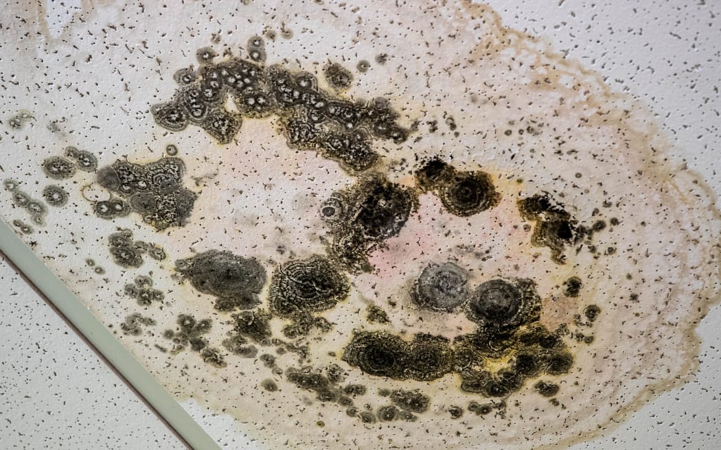 An abandoned set of shops in Upper Hutt's Queen St has caused distress amongst residents due to the smell, rotting dead pigeons and plants growing right next to the shopping centre.