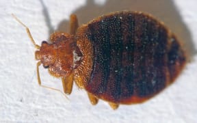 Bed Bug