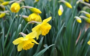 Daffodils