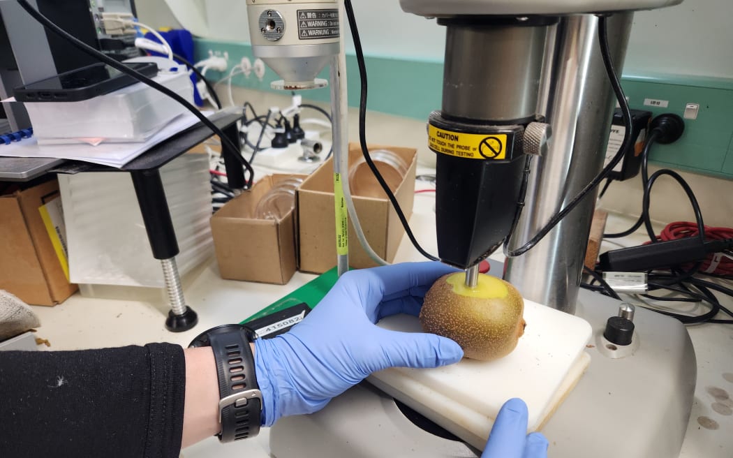 A machine probes a kiwifruit for firmness, held by a pair of gloved hands