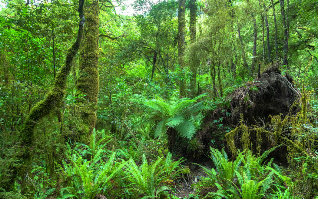 New Zealand native rain forest.