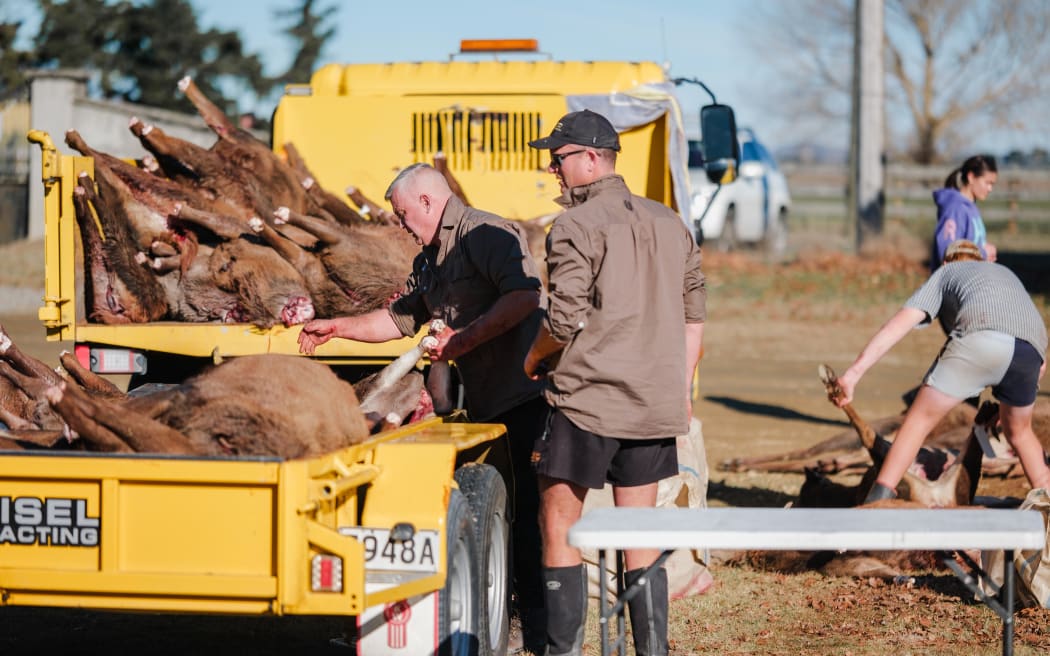 Steve and Adam load Adam's truck and trailer with deer gifted by hunters who had competed in The North Canterbury Hunting Competition