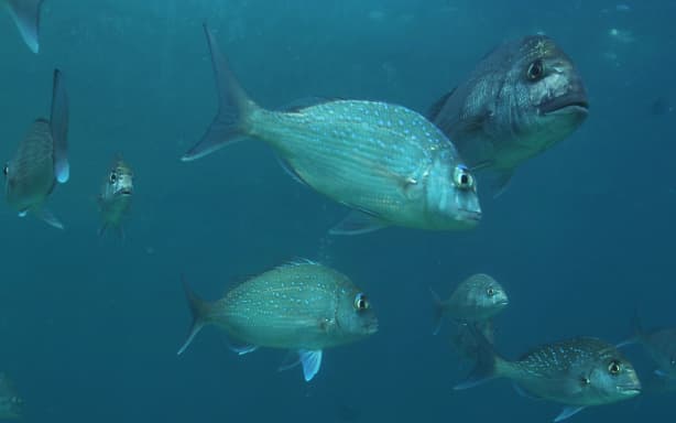 Snapper trialled in Tasman Bay open ocean aquaculture farming system | RNZ