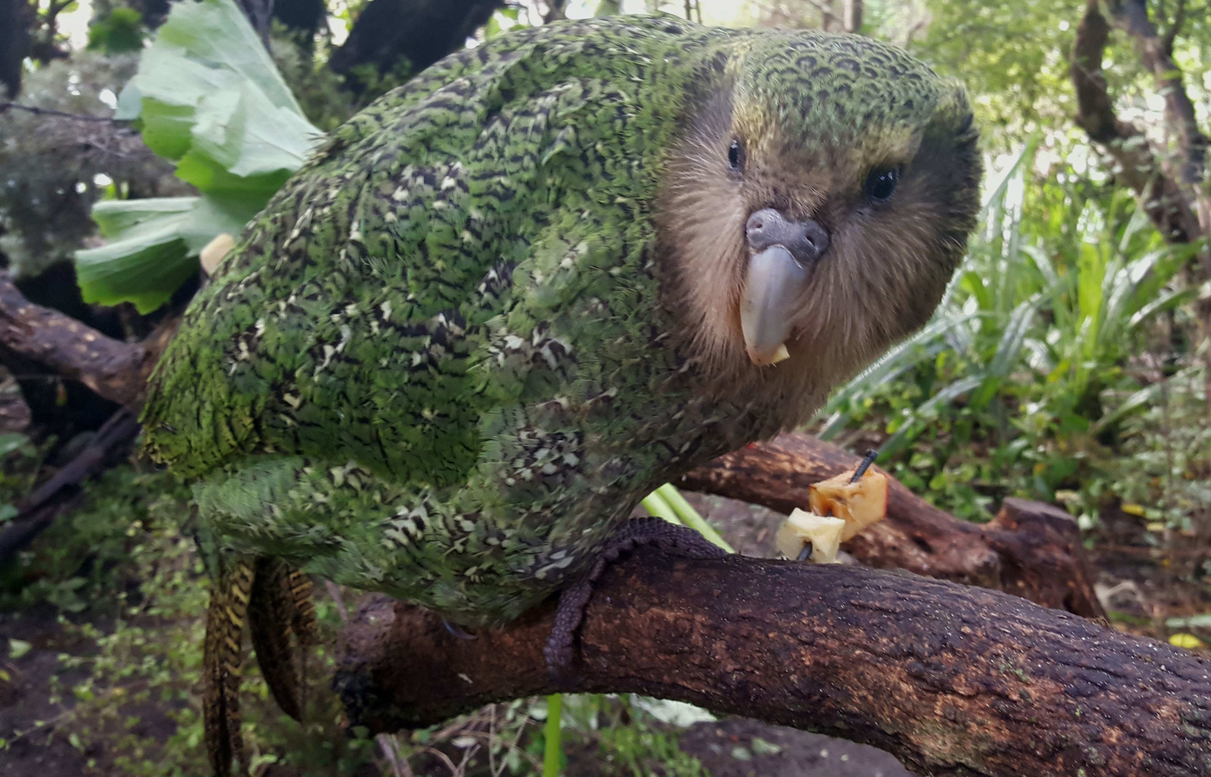 When kakapo chicks reach 150 days old they graduate to being juveniles. They won't be counted as adults until they are four and a half years old.