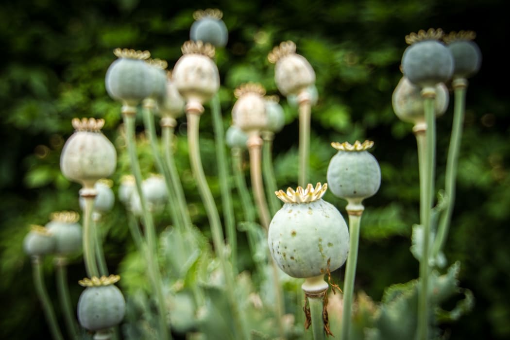 Poppies, opium