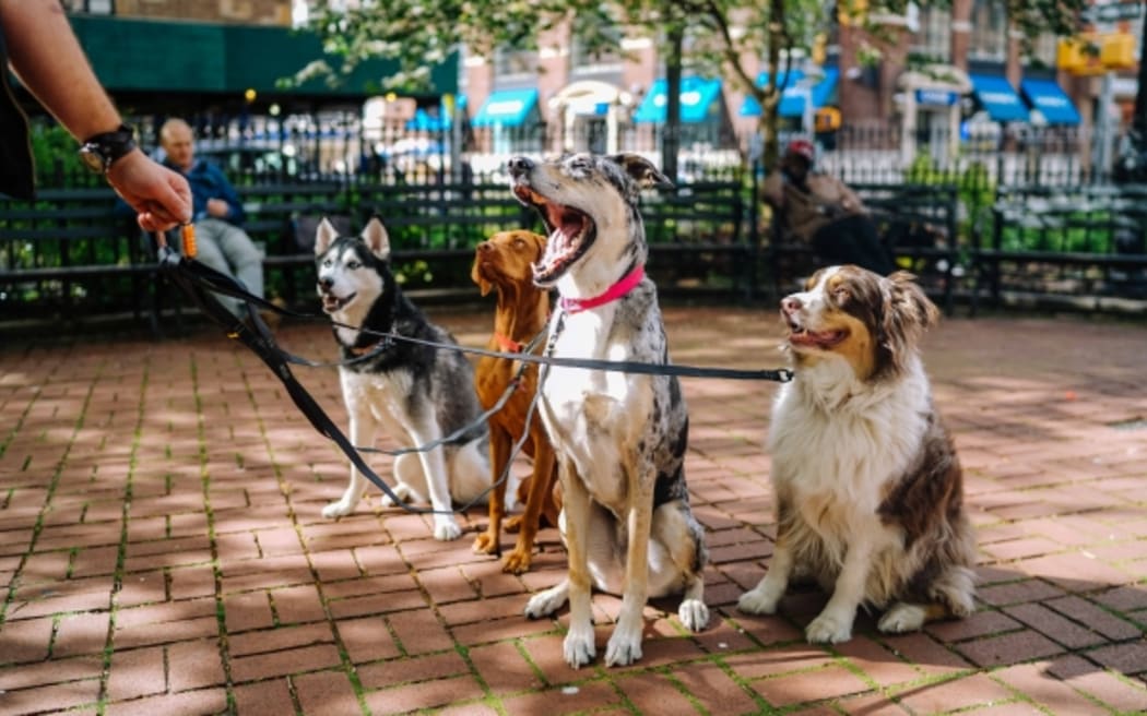 Dog walking