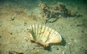 A seashell in Hauraki Gulf