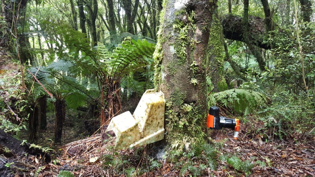Rats in the Whareorino frog area have been controlled using poison bait delivered in white plastic bait stations since the early 2000s. In 2018 they were replaced with self resetting Goodnature A24 rat traps.