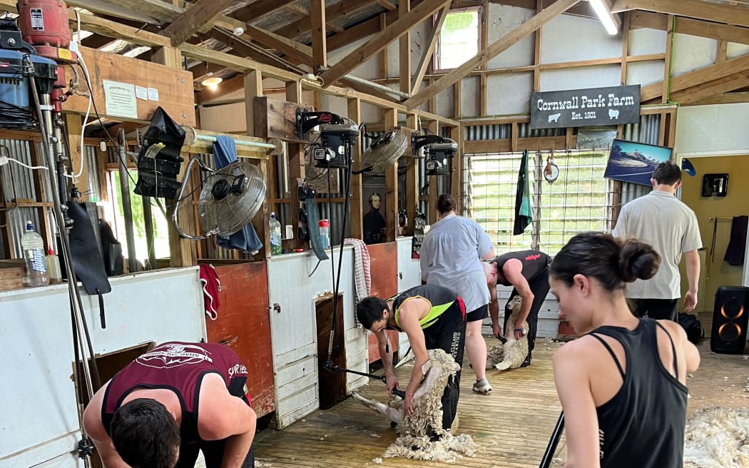 Three shearers and three wool handlers working on Cornwall Park sheep.
