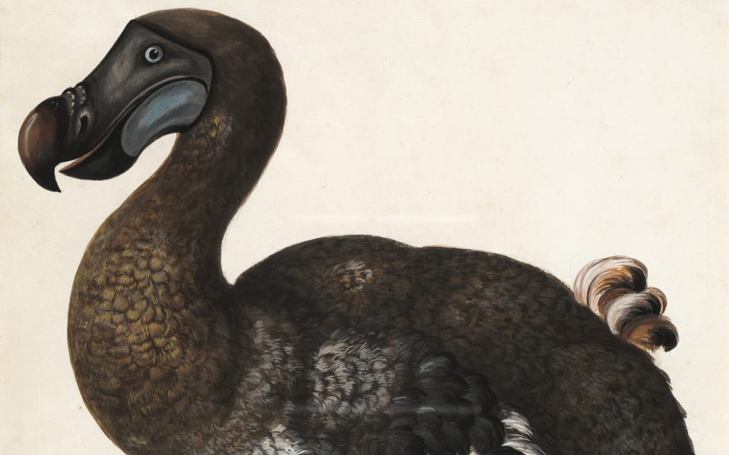 illustration of a dodo