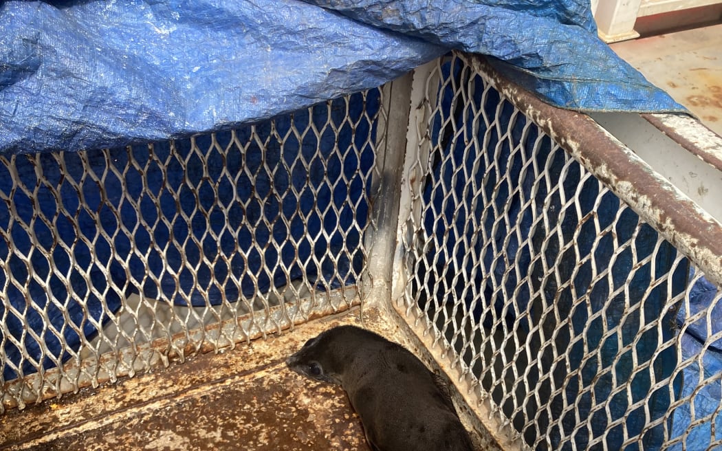 A young kekeno/NZ fur seal found its way onto a gas platform offshore from Taranaki