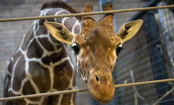 Marius the giraffe who was shot dead and autopsied in the presence of visitors to the gardens at Copenhagen zoo on February 9.