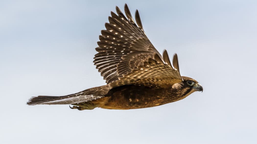 NZ falcons are superb fliers, capable of reaching high speeds as they pursue small birds.