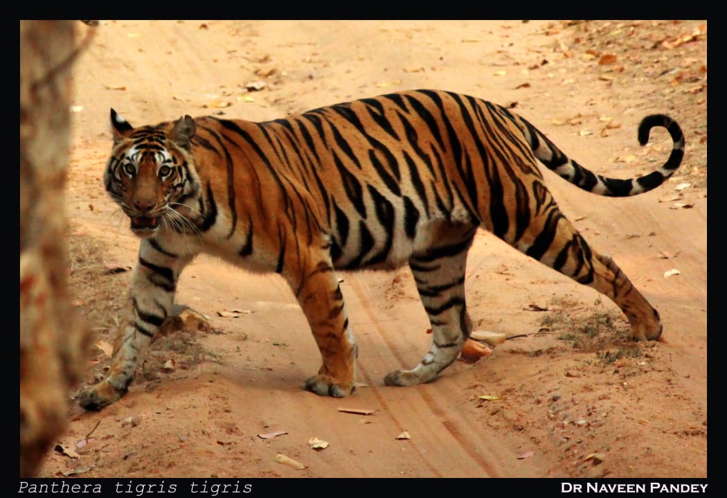 A Tiger in India