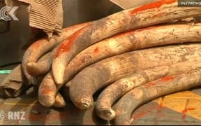 Elephant carcasses discovered strewn across Botswana: RNZ Checkpoint