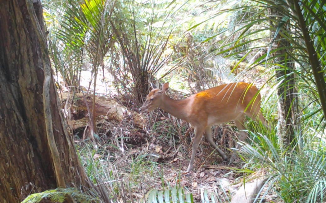 Trail cam image of a sika hind at Ngaiotonga Reserve, south of Russell.