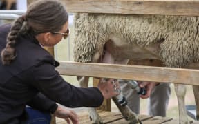 A Mid Canterbury sheep milking business is looking to expand.