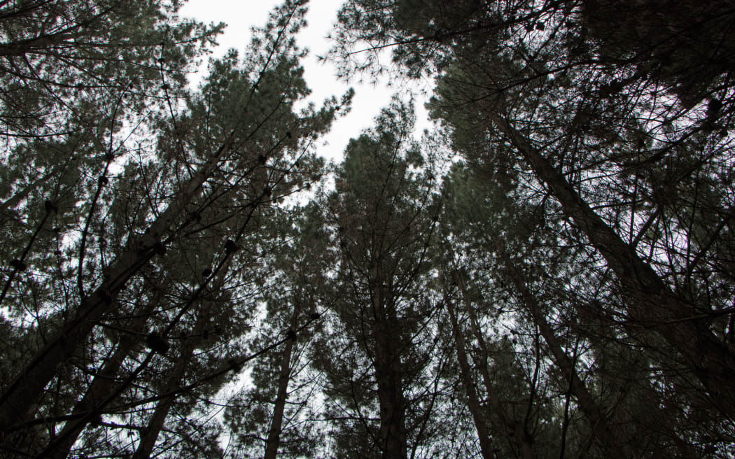 Radiata pines have a harvest cycle of about 30 years.