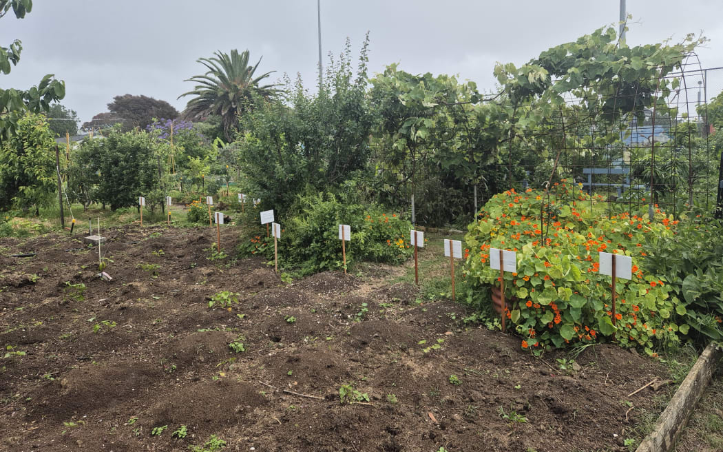 The community garden at the Hallyburton Johnstone Sports Club in Point Chevalier.