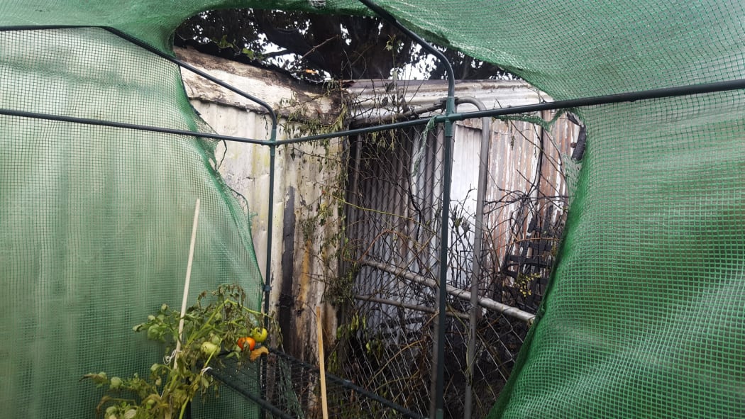 Thelma Littlejohn lost a side of her plastic greenhouse of tomatoes and chillis when the back corner of her property burned out
