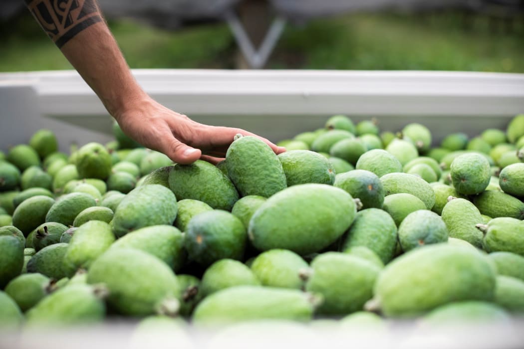 Feijoa harvest at Kaiponi Farms.