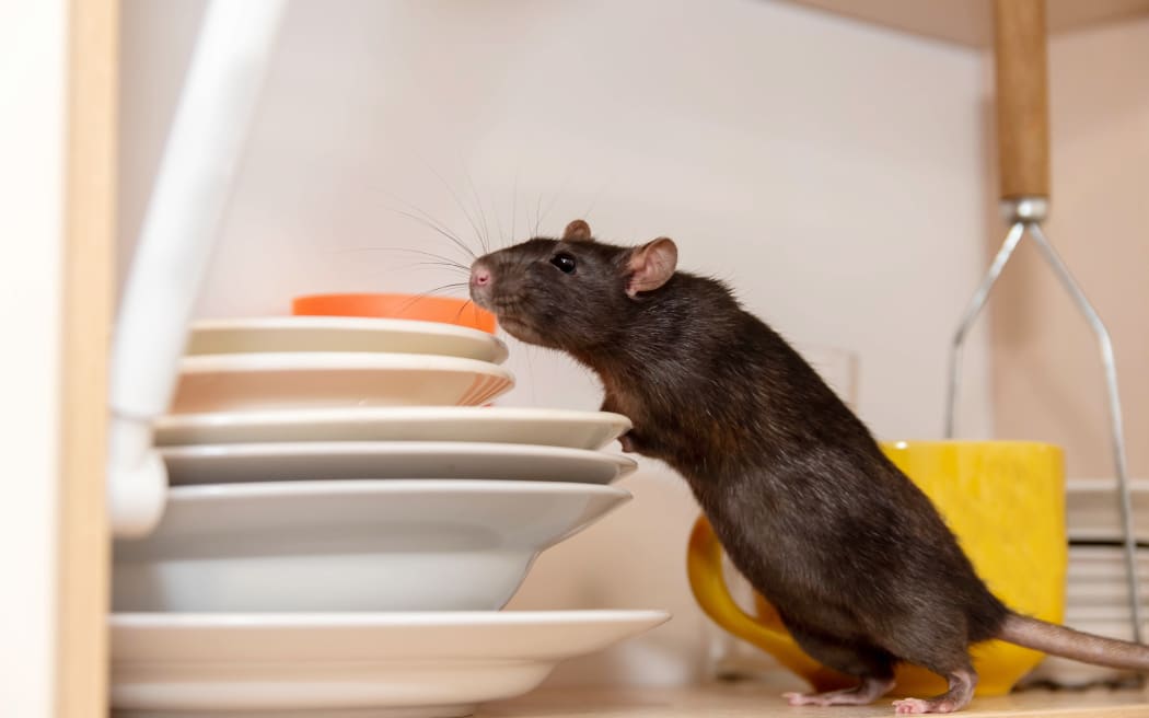 Rat crawls in the kitchen on dishes and looking for food. The concept of rodents in the house