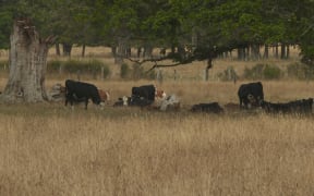 Paddocks dry from the Northland drought.
Kaikohe area