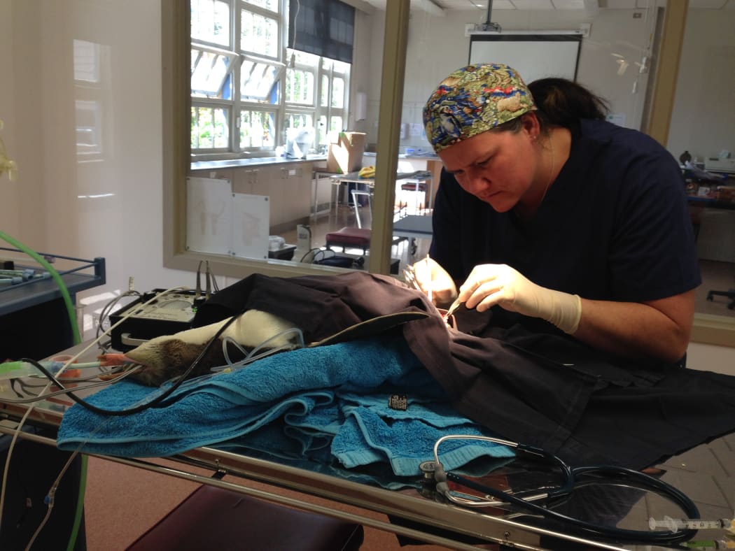 Dr Lisa Argilla with one of the hoiho.