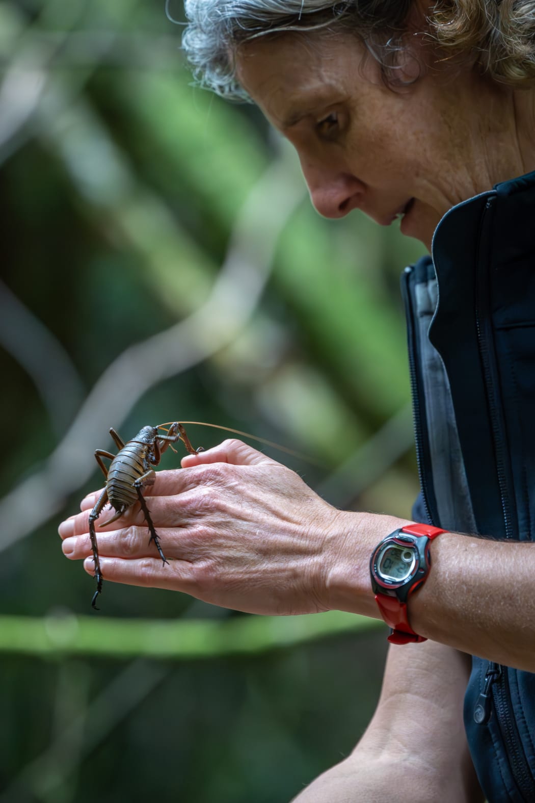 Mahoenui expert Corinne Watts was the only person to handle the larger weta during their release.