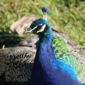 Photo for Peafowl