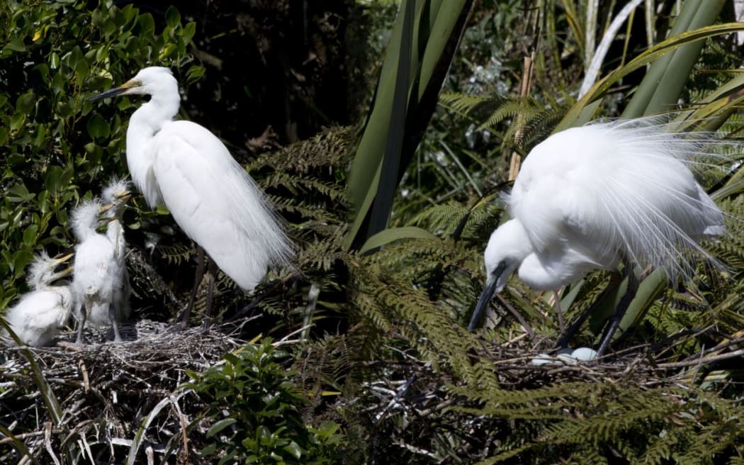 White heron / kōtuku nests at the White Heron sanctuary in Whataroa on the West Coast.